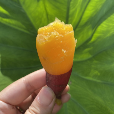 正宗临安天目山小香薯批发，一件代发，红薯黄心