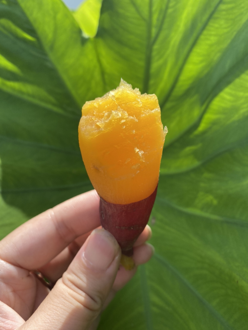 正宗临安天目山小香薯批发，一件代发，红薯黄心