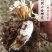 金蝉花知了开花野生蝉蜕花泡酒泡茶煲汤正品
