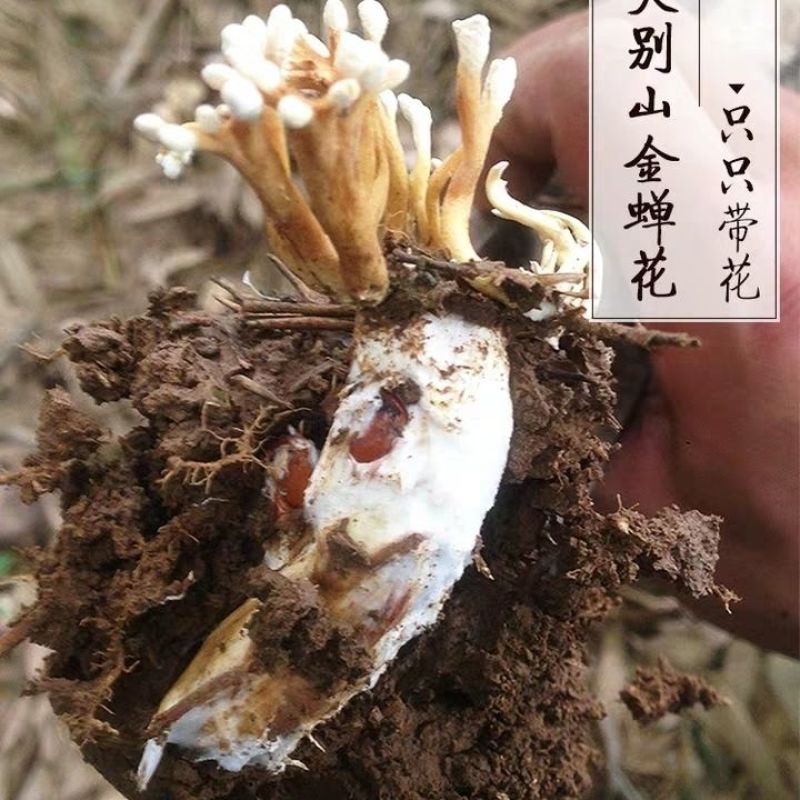 金蝉花知了开花野生蝉蜕花泡酒泡茶煲汤正品