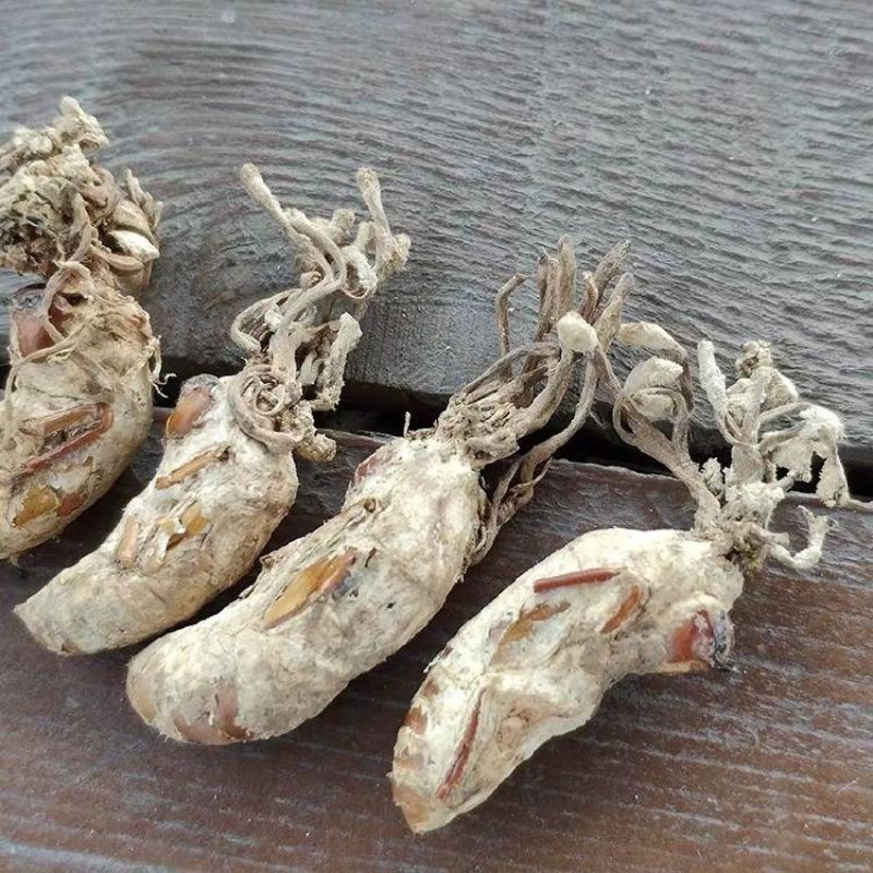 金蝉花知了开花野生蝉蜕花泡酒泡茶煲汤正品