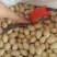 银杏果新白果价格新鲜银杏果价格优惠量大从优