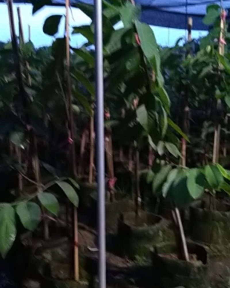 中杯凤梨释迦苗高度30-50公分普宁带杯带土发货假一赔十