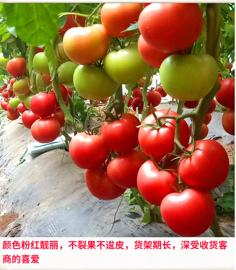 巴德丽高产粉果西红柿种子硬粉度好抗死棵寿光西红柿种籽