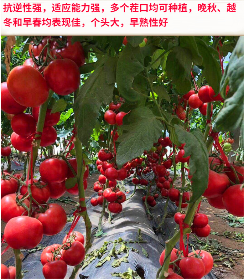 巴德丽高产粉果西红柿种子硬粉度好抗死棵寿光西红柿种籽
