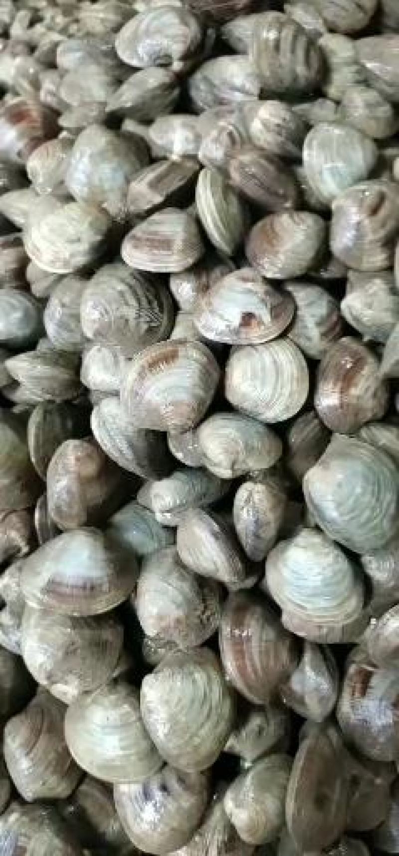 大量批发本地海鲜贝类批发一手货源质量保证
