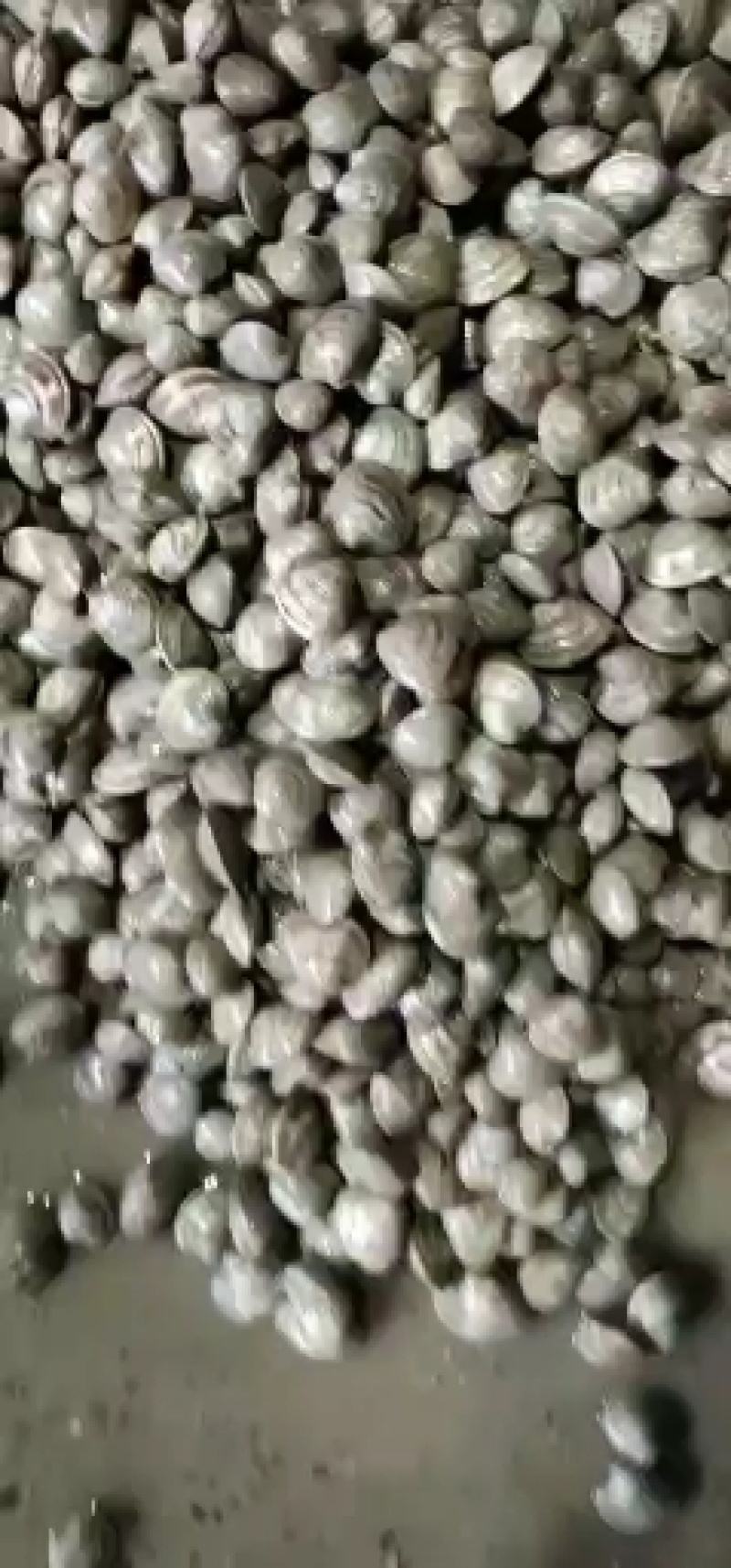 大量批发本地海鲜贝类批发一手货源质量保证