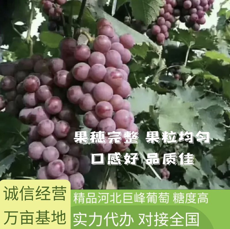 【河北】巨峰葡萄，大量上市，产地直供欢迎咨询