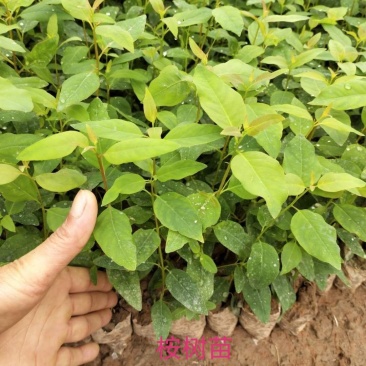 桉树苗，袋装桉树苗，组培基质苗，克隆苗优质苗