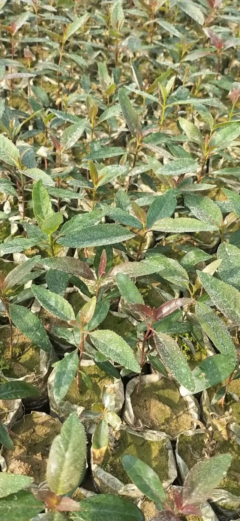 桉树苗，袋装桉树苗，组培基质苗，克隆苗优质苗