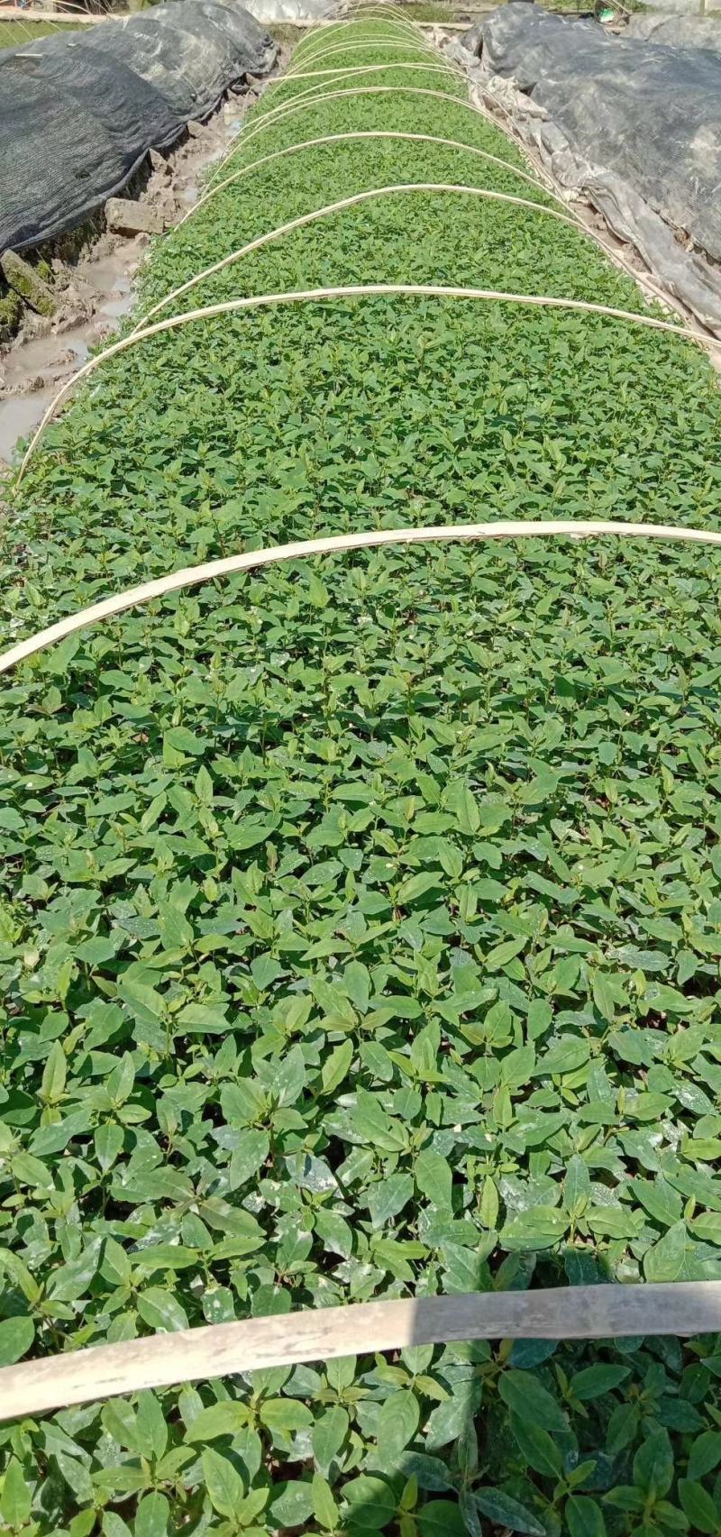 桉树苗，袋装桉树苗，组培基质苗，克隆苗优质苗