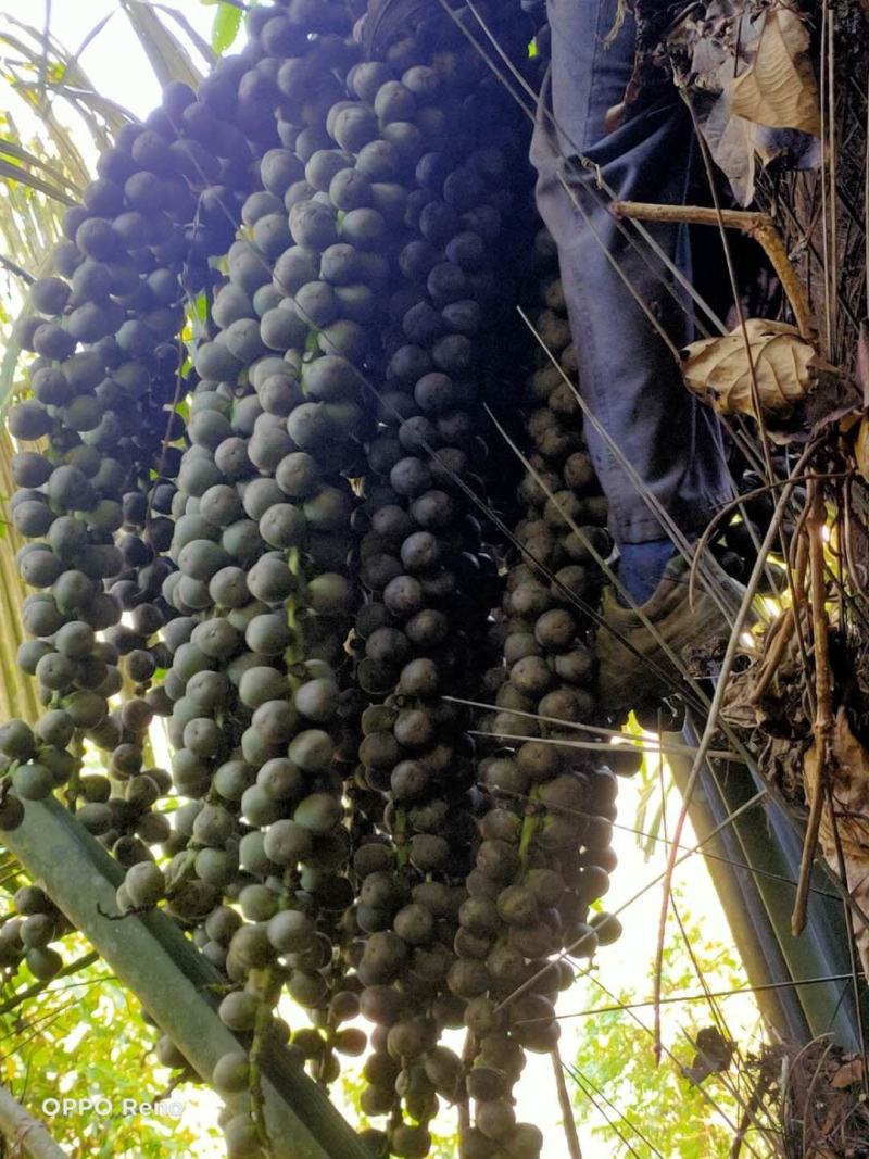 新鲜追风果有大中小三种