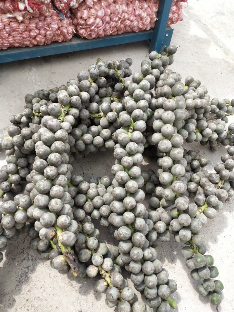 新鲜追风果有大中小三种