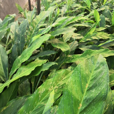 两年草果苗，老品种，苗壮根系发达