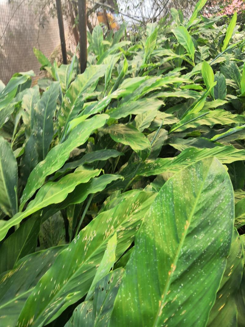 两年草果苗，老品种，苗壮根系发达