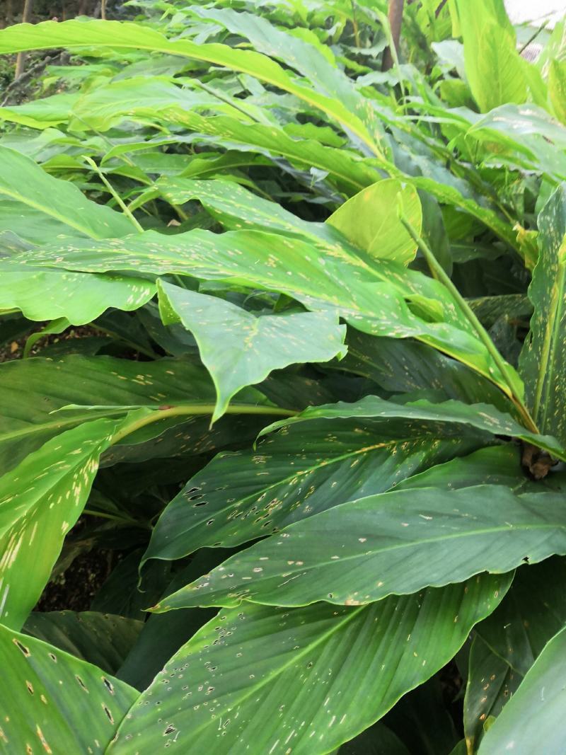 两年草果苗，老品种，苗壮根系发达