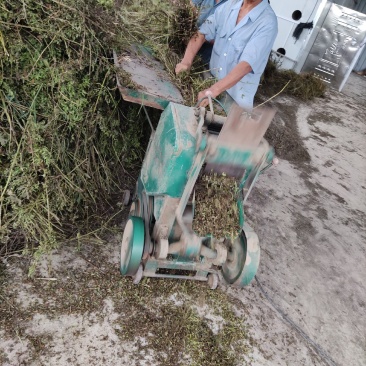 薄荷段根大量出售欢迎了解欢迎新朋友加入购物车