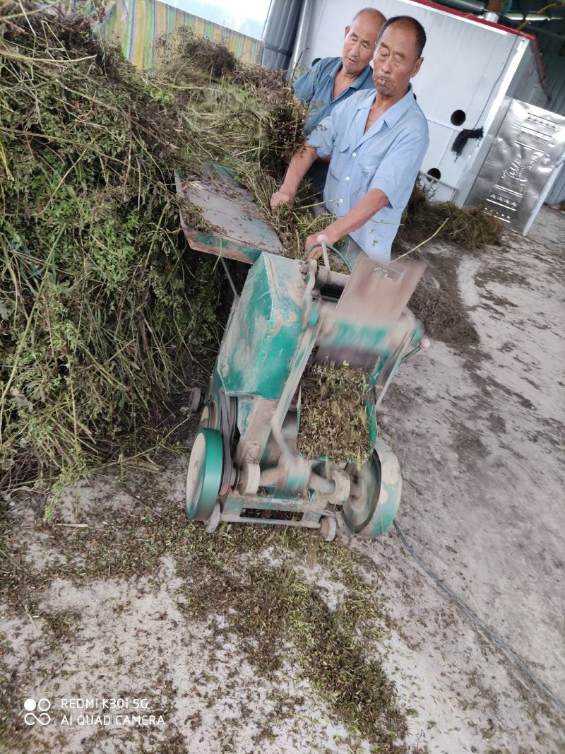 薄荷段根大量出售欢迎了解欢迎新朋友加入购物车