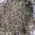 薄荷段根大量出售欢迎了解欢迎新朋友加入购物车