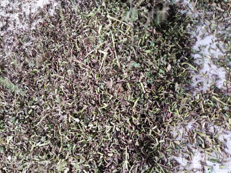 薄荷段根大量出售欢迎了解欢迎新朋友加入购物车