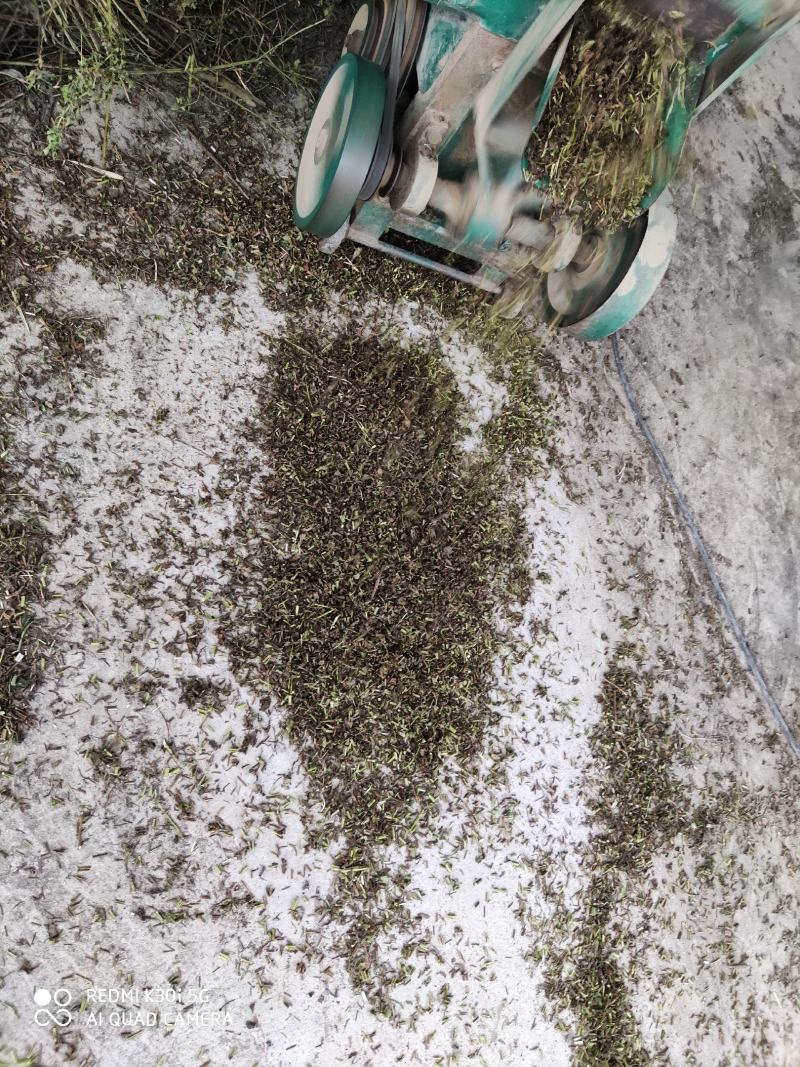 薄荷段根大量出售欢迎了解欢迎新朋友加入购物车