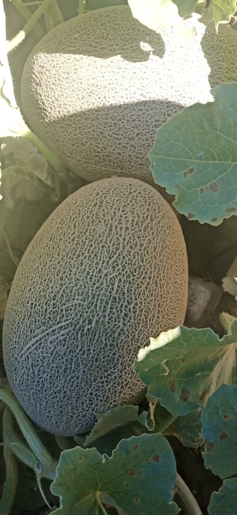 产地直销，货源充足，代购代发，大量上市中