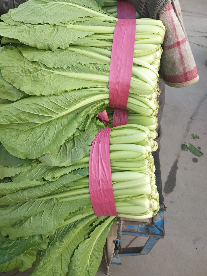 小白菜产地，专业供应大型超市和走市场批发的客户
