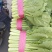 小白菜产地，专业供应大型超市和走市场批发的客户