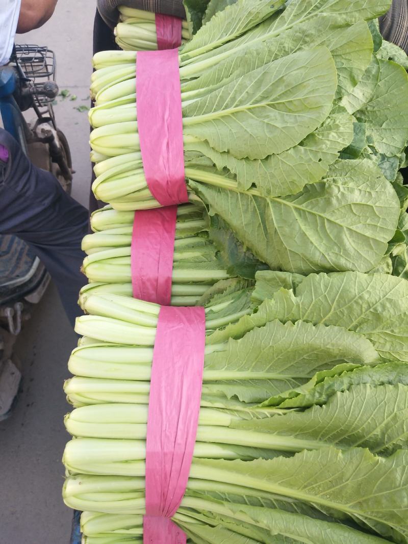 小白菜产地，专业供应大型超市和走市场批发的客户