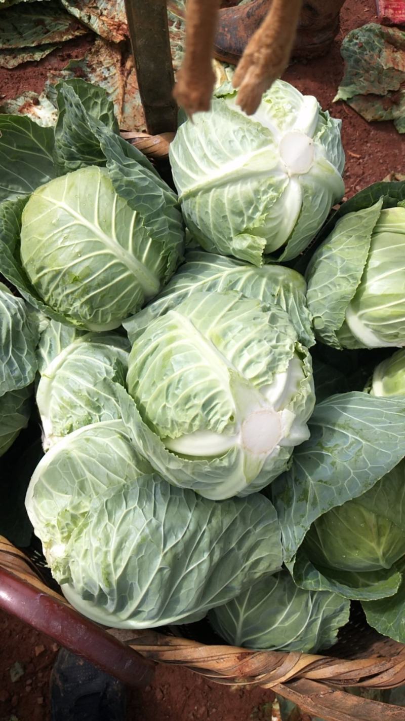 甘蓝，大量上市，产地直发，一手货源，质量过硬，量大从优