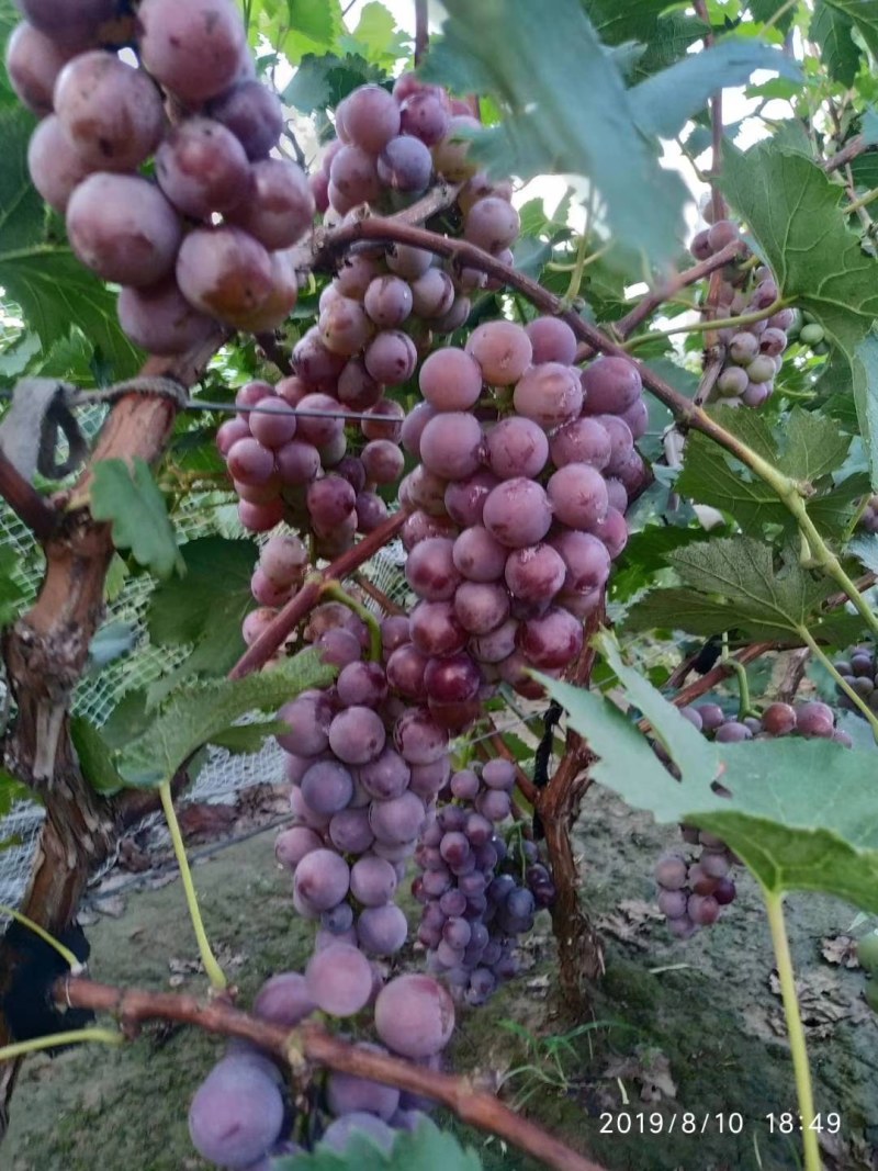 巨峰葡萄大量上市，粒大味甜