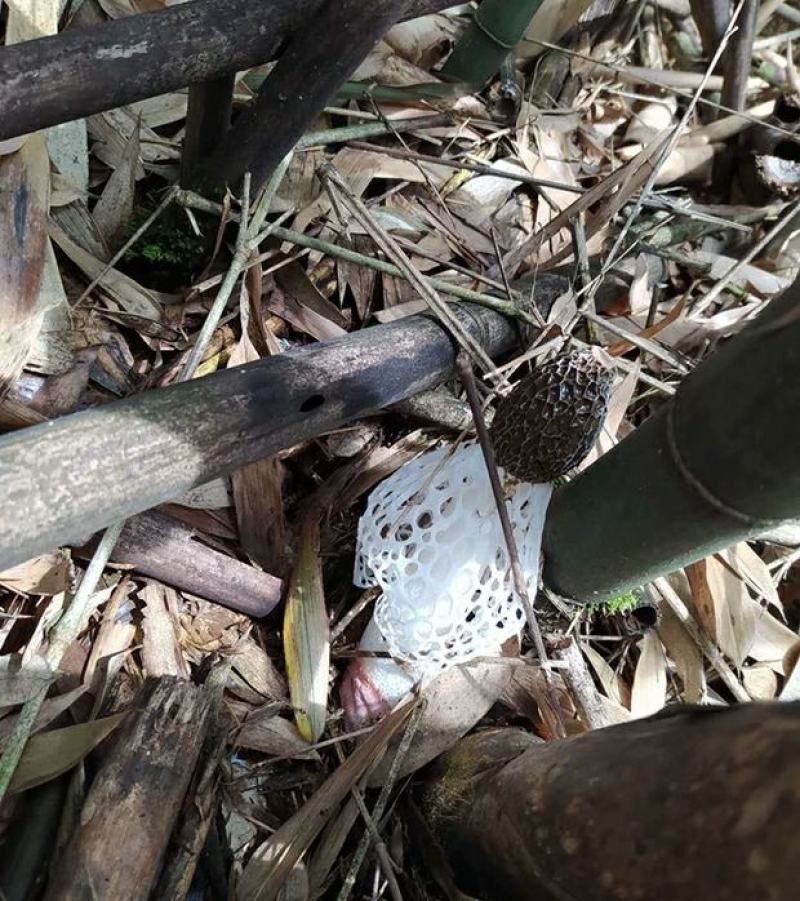 贵州特产竹荪干货无硫薰天然红托食用菌