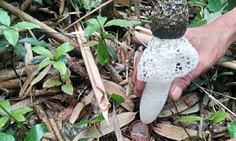 贵州特产竹荪干货无硫薰天然红托食用菌
