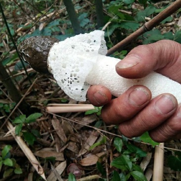 贵州特产竹荪干货无硫薰天然红托食用菌