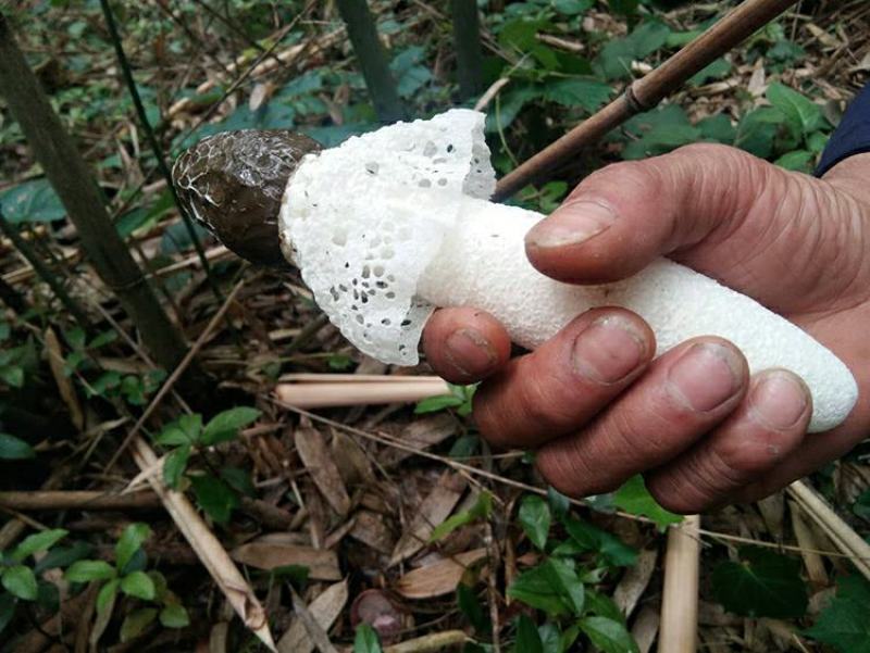 贵州特产竹荪干货无硫薰天然红托食用菌