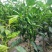 本地大量种植北京红辣椒，线椒，津红二号，油椒，千金红