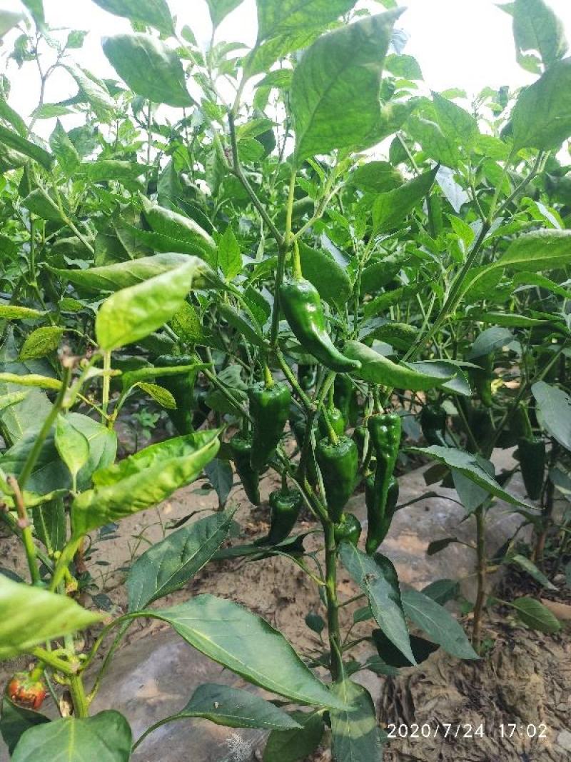 本地大量种植北京红辣椒，线椒，津红二号，油椒，千金红
