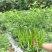 本地大量种植北京红辣椒，线椒，津红二号，油椒，千金红