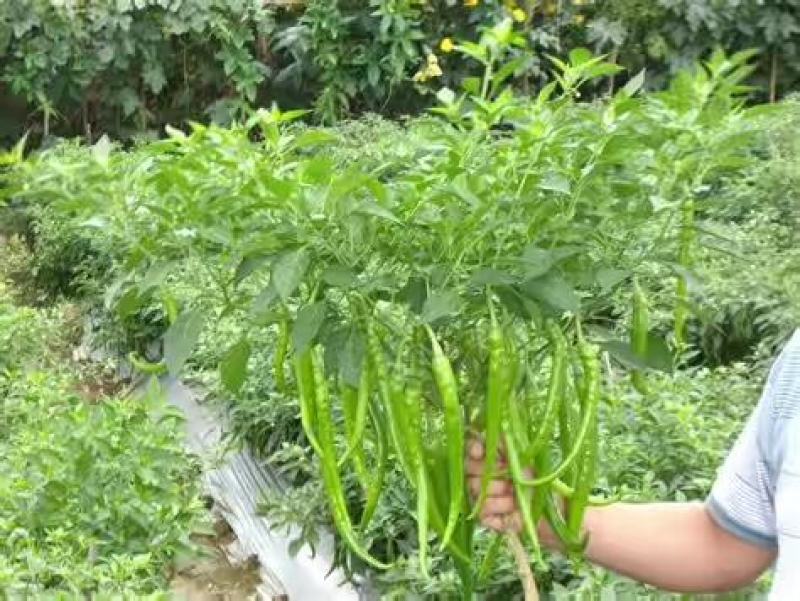 本地大量种植北京红辣椒，线椒，津红二号，油椒，千金红