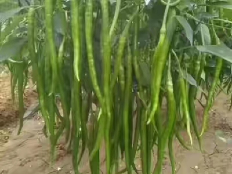 本地大量种植北京红辣椒，线椒，津红二号，油椒，千金红