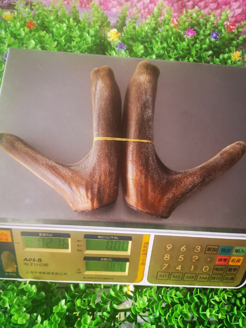 精品梅花鹿干鹿茸头茬二杠茸连刀茸质量保证欢迎采购