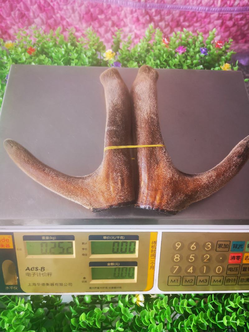 精品梅花鹿干鹿茸头茬二杠茸连刀茸质量保证欢迎采购