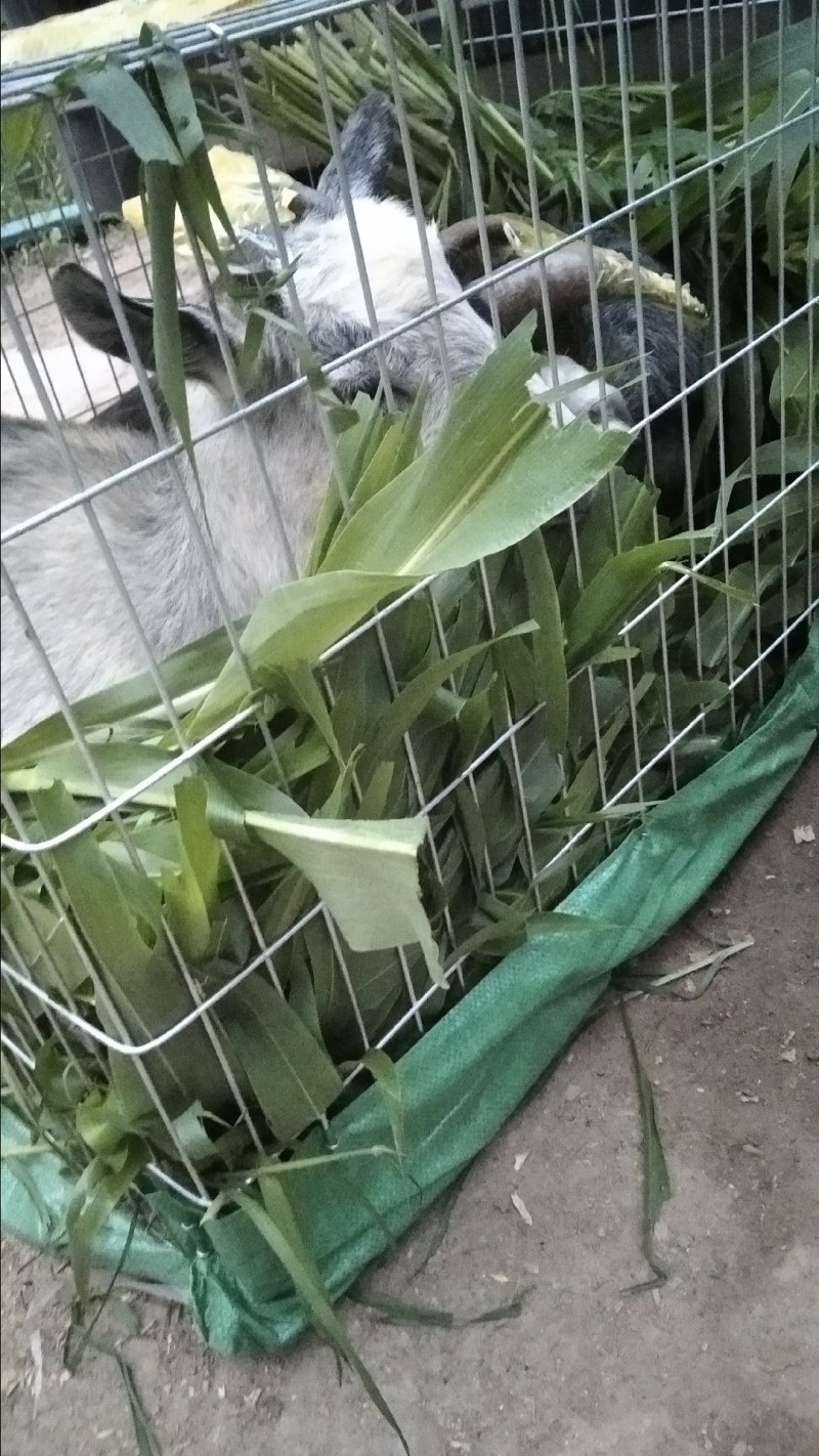 青山羊价格青山羊母羊青山羊公羊青山羊羊羔全国发货