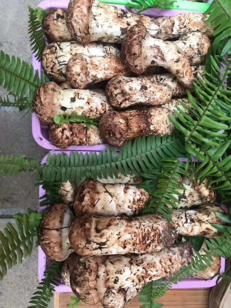 云南保山隆阳水寨新鲜松茸