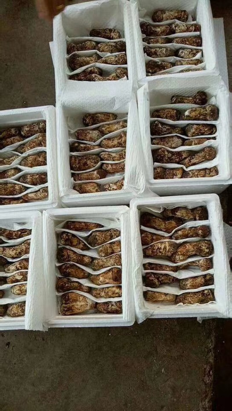 云南保山隆阳水寨新鲜松茸