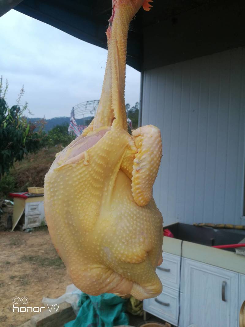 跑山玉米青远老鸡，专供高端餐饮，长期合作。