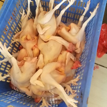 跑山玉米青远老鸡，专供高端餐饮，长期合作。