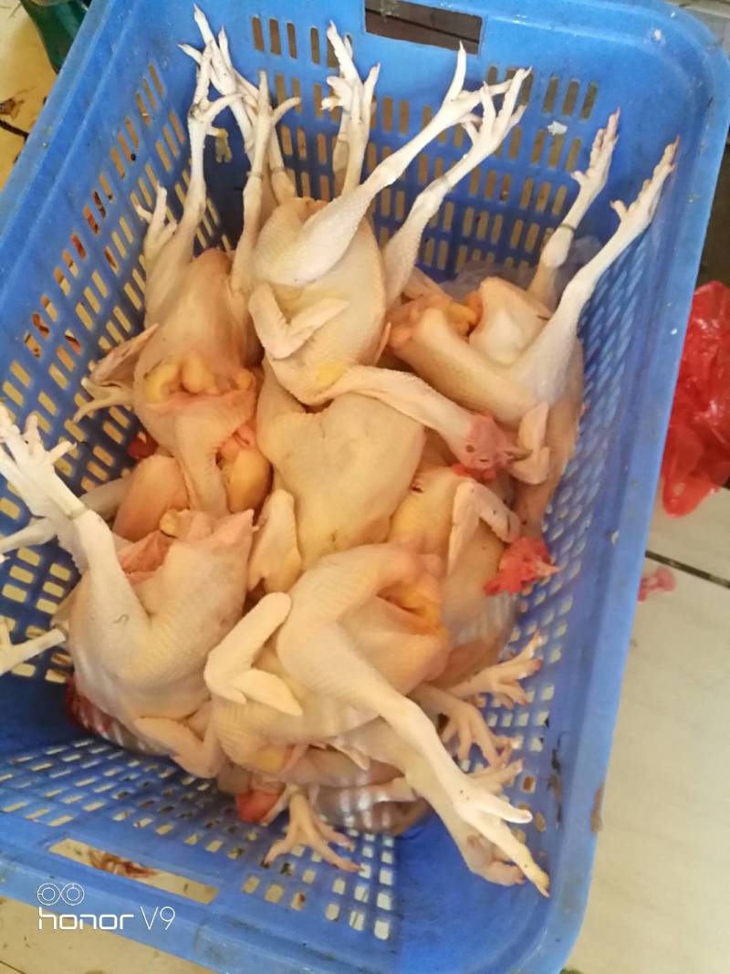 跑山玉米青远老鸡，专供高端餐饮，长期合作。