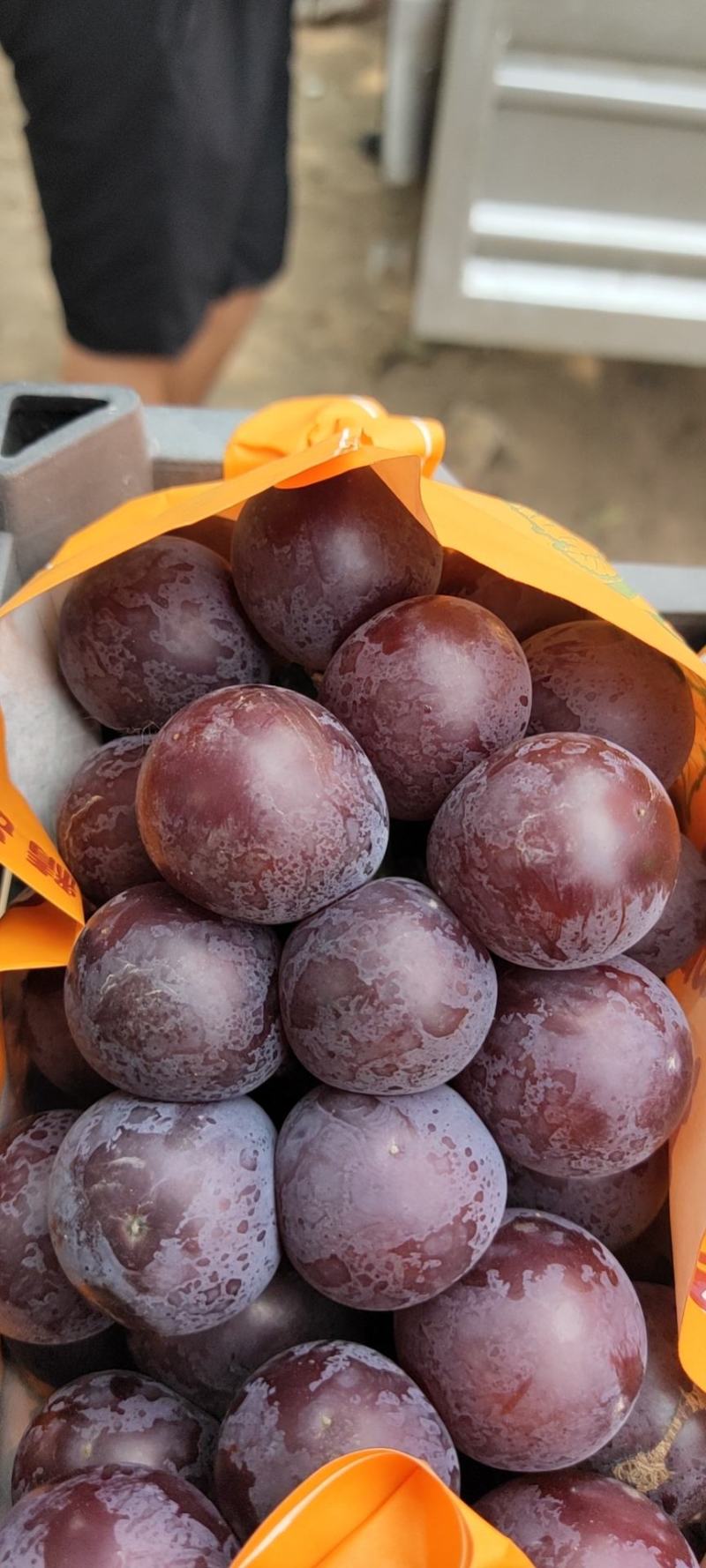 河北精品藤稔乒乓球大量上市，口感甜美，颗粒均匀。