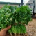 【荐】精品凌海大叶香菜25~28公分无黄叶做工好